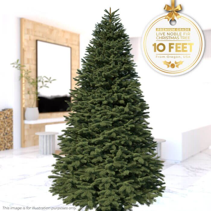10ft Noble Fir - Premium Grade Live Christmas Trees from USA (Includes Loan of Tree Stand) - Image 1