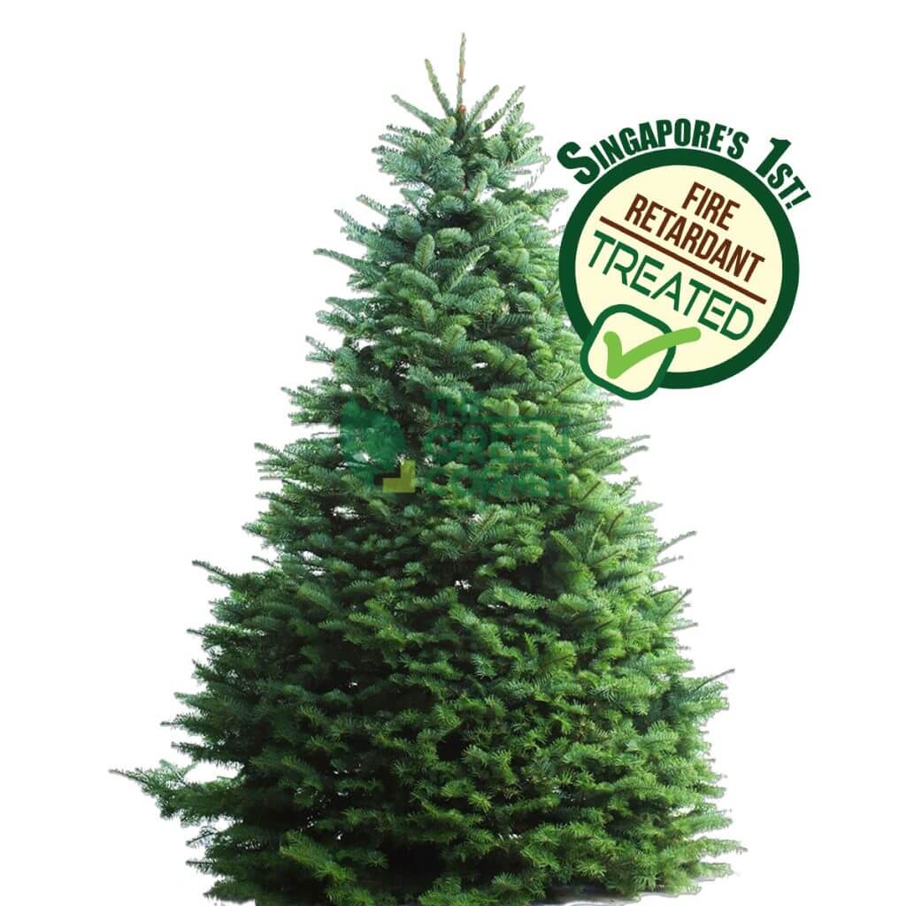 benefits of buying Christmas trees online Singapore 2025, fresh Christmas tree delivery Singapore, hassle-free Xmas tree shopping, eco-friendly Christmas trees Singapore