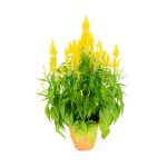 Affordable CNY Plants Singapore