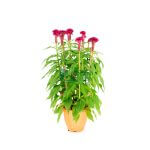 Best CNY Flower Decoration