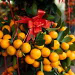 Four Season Kumquat Multi-Tier 3/5/8 Layers