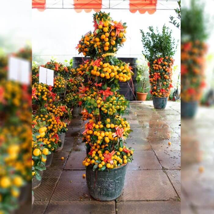 Best CNY Plants Singapore