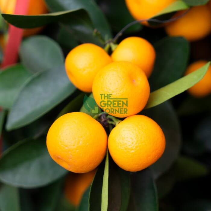 Four Season Kumquat 四季桔 - Image 3