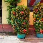 Top CNY Plants Singapore