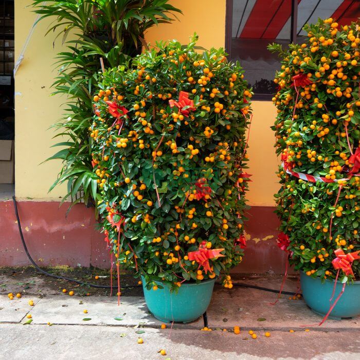 Top CNY Plants Singapore