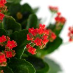 Kalanchoe