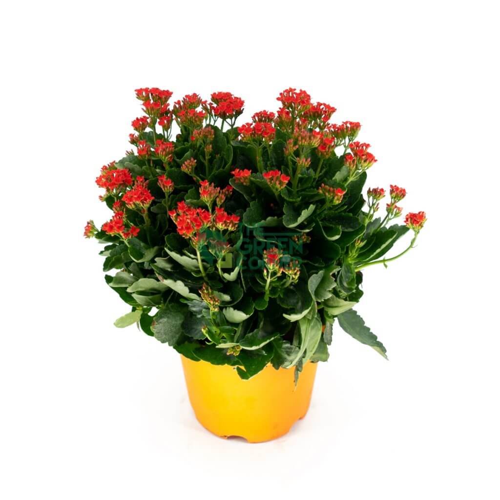 Buy Flowering Plants Online at Best Prices The Green Corner