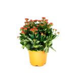 Top Chinese New Year Plants