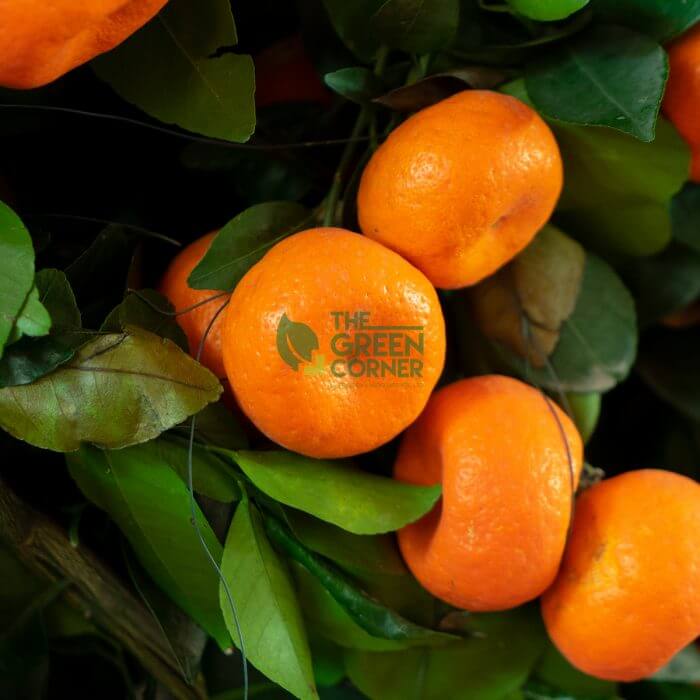 Mandarin Orange 朱砂桔