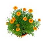 Top Chinese New Year Flowers Singapore