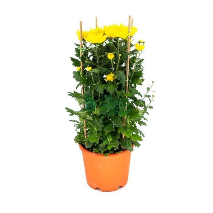 Best Chinese New Year Flower