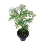 Araucaria cunninghamii Pot 260mm