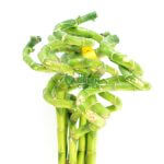 Fortune Bamboo Curly