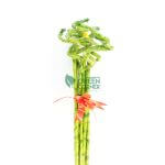 Fortune Bamboo Curly