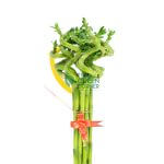 Attractive Chinese New Year Flower