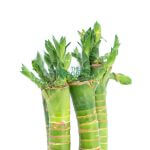 Fortune Bamboo Dragon Head