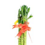 Fortune Bamboo Dragon Head