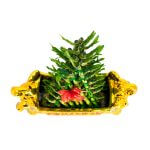 Attractive CNY Plants Singapore