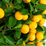 Four Season Kumquat Dragon Heart