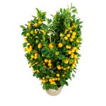 Top Chinese New Year Plants Singapore