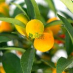 Four Season Kumquat Dragon Heart Table Top
