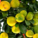 Four Season Kumquat Dragon Heart Table Top