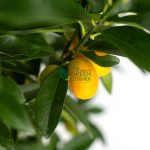 Four Season Kumquat Long Fruit