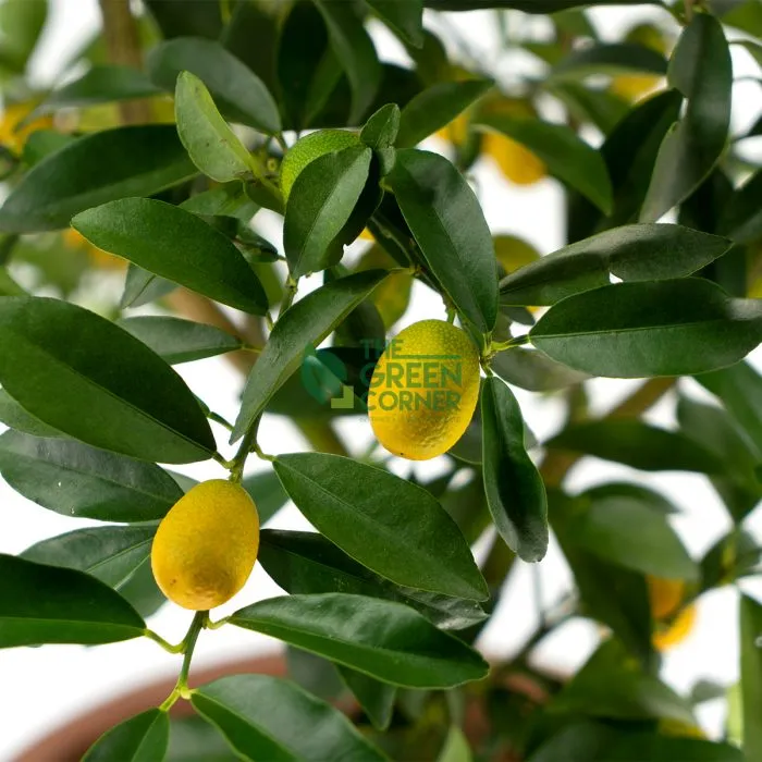 Four Season Kumquat Long Fruit