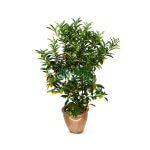 Four Season Kumquat Long Fruit