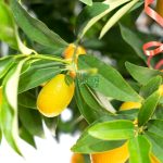 Four Season Kumquat Long Fruit