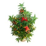 Best Chinese New Year Plants Singapore