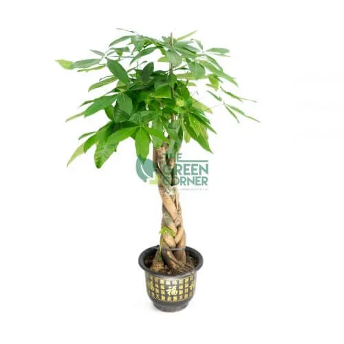Affordable Chinese New Year Plants