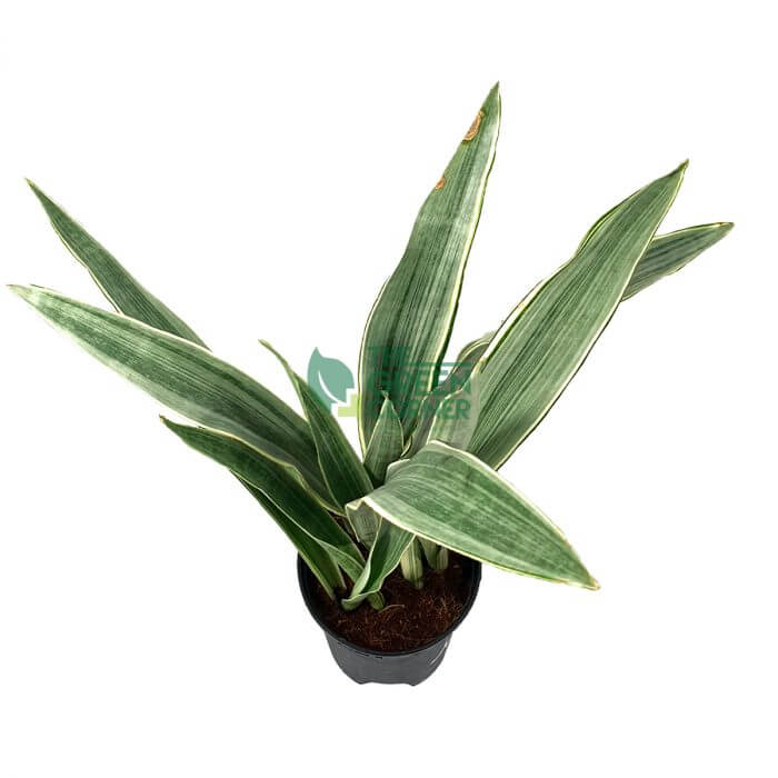 Sansevieria Manolin Pot 170mm