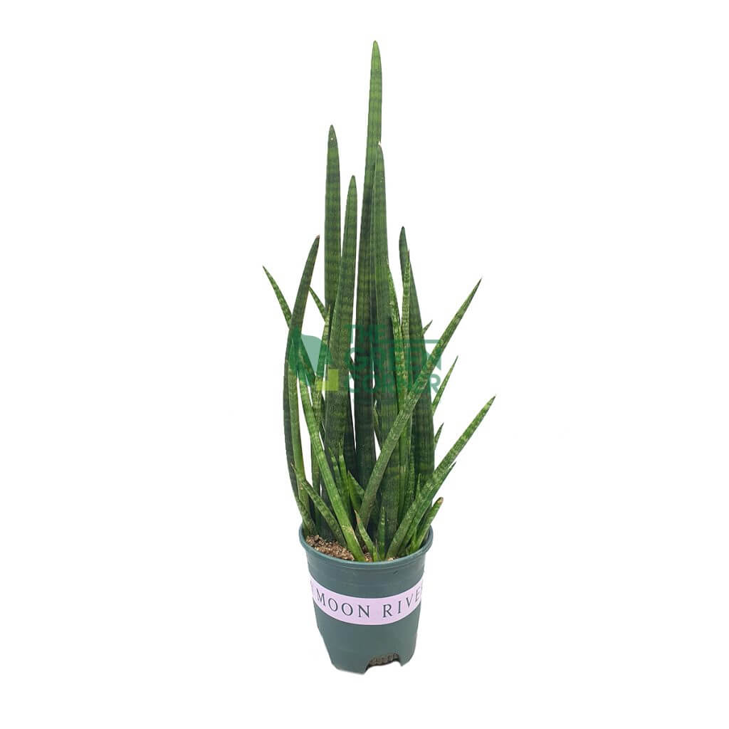 Sansevieria Cylindrica Pot 150mm The Green Corner