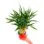 Attractive Chinese New Year Plants Singapore