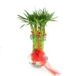 Attractive CNY Plants