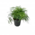 Asparagus aethiopicus 'Asparagus Fern'