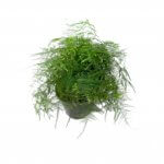 Asparagus aethiopicus 'Asparagus Fern' - Image 6