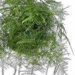 Asparagus aethiopicus 'Asparagus Fern' - Image 5