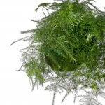 Asparagus aethiopicus 'Asparagus Fern' - Image 4