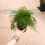 Asparagus aethiopicus 'Asparagus Fern' - Image 3