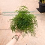 Asparagus aethiopicus 'Asparagus Fern' - Image 2