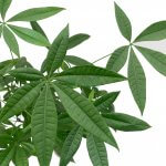 Pachira Aquatica - Image 5