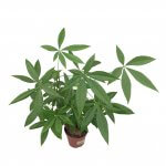 Pachira Aquatica - Image 4