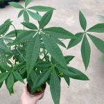 Pachira Aquatica - Image 3