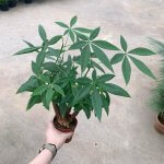 Pachira Aquatica - Image 2