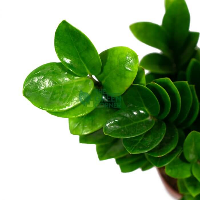 Zamioculcas Zamiifolia Pot 150mm