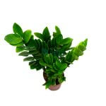 Zamioculcas Zamiifolia Pot 150mm