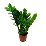 Zamioculcas Zamiifolia Pot 150mm