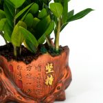 Zamioculcus Lucky Money Tree in Wooden Log Pot